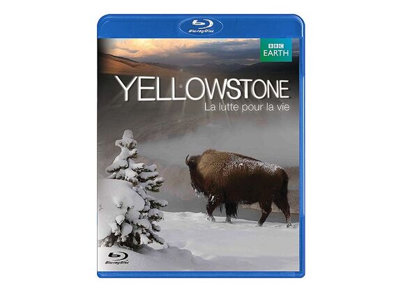 Image Blu-Ray Yellowstone, La Lutte Pour La Vie